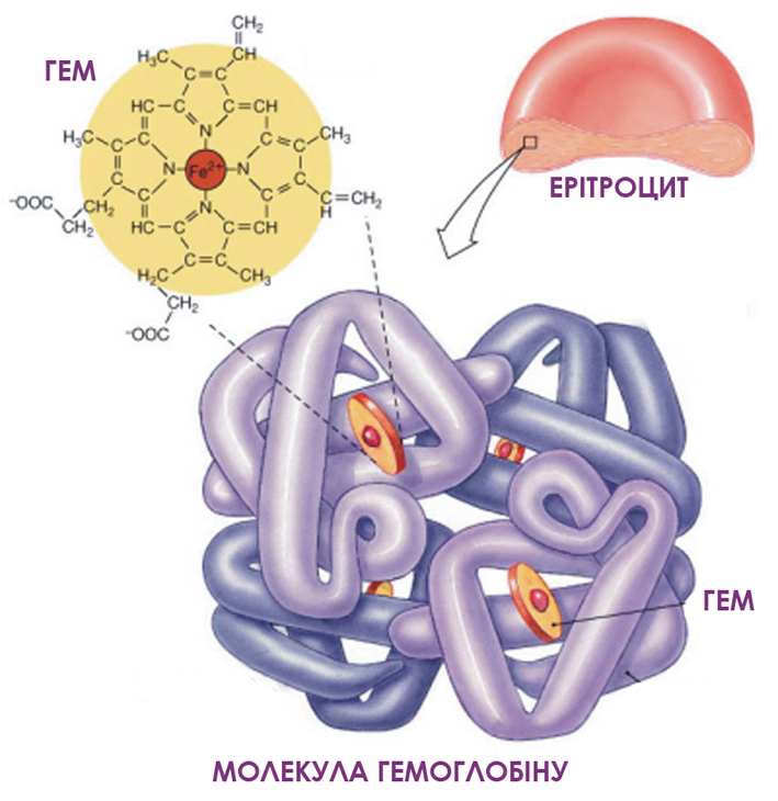 Гемоглобін (Hb, hemoglobin) | ДонорUA